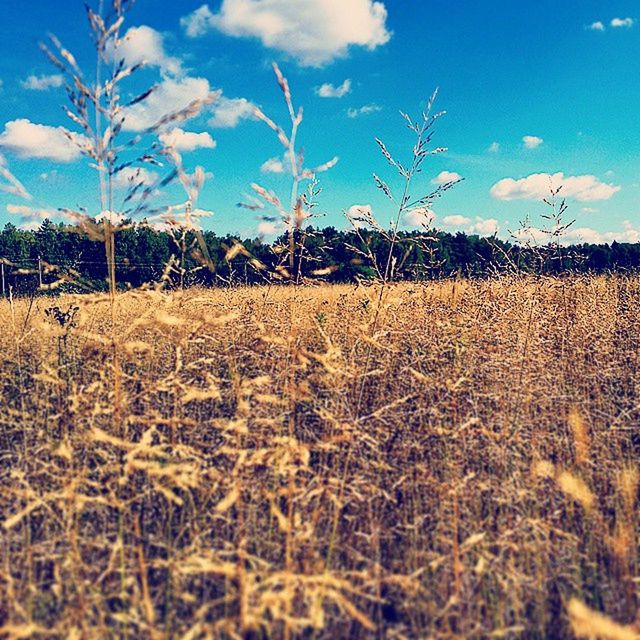 field, tranquility, sky, landscape, tranquil scene, nature, growth, blue, rural scene, dry, tree, scenics, plant, beauty in nature, bare tree, agriculture, grass, sunlight, outdoors, day