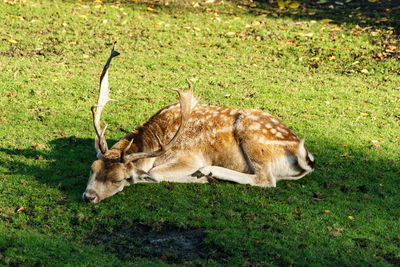 Lion relaxing on grassy field