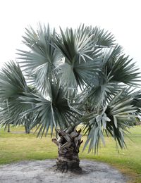 Statue on grass