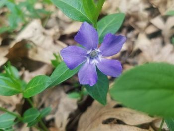 Close-up of purple flowering plant