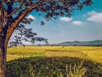 Scenic view of field against sky