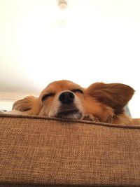 Low angle view of chihuahua sleeping on sofa at home