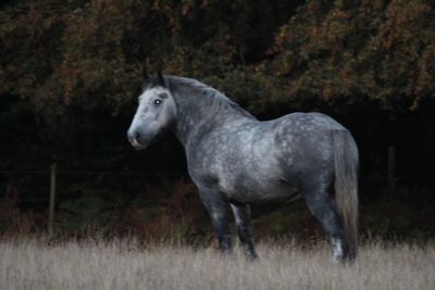 Side view of a horse on field