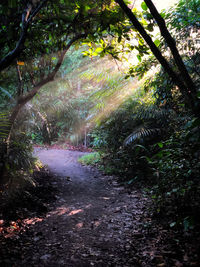 Road amidst trees in forest