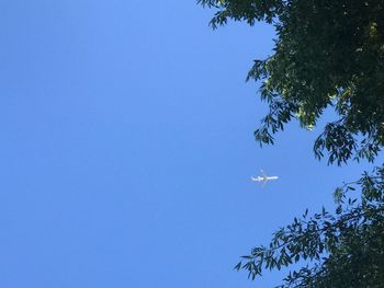 Low angle view of birds flying against clear blue sky