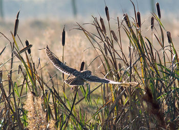 Bird flying over a field