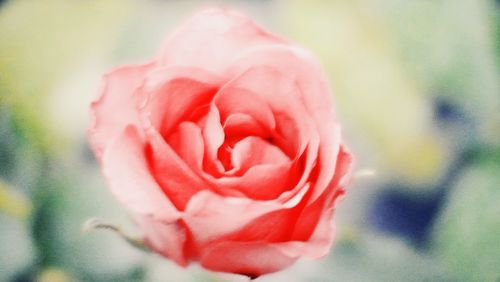 Close-up of pink rose