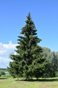 Tree on field against sky