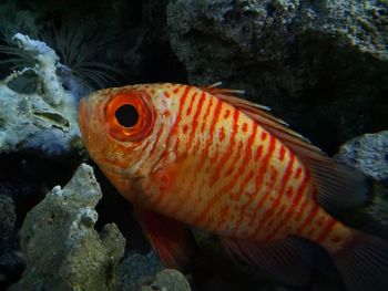 Close-up of fish swimming in sea