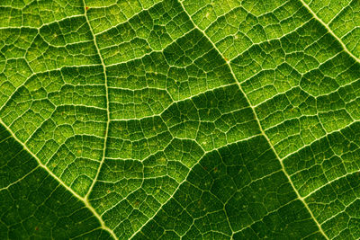 Macro shot of wet leaf
