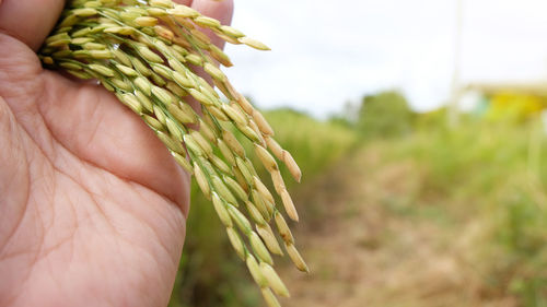 Close-up of hand holding plant