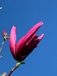 Low angle view of pink flowering plant against clear blue sky