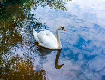 High angle view of swan swimming in lake
