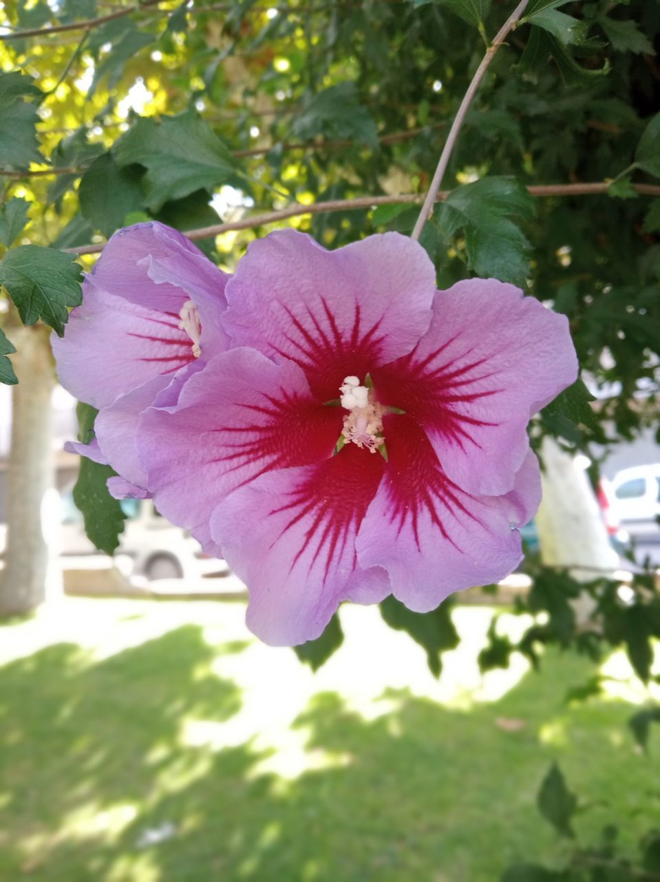 CLOSE-UP OF PINK HIBISCUS