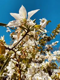 Low angle view of white flowering tree against sky