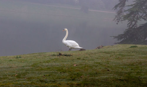 Bird on a field