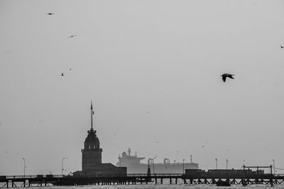 Low angle view of seagulls flying in city against clear sky