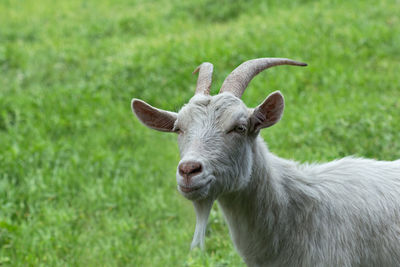 Portrait of goat standing on grassy field