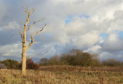 Tree on field against sky