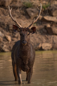 Portrait of deer standing in lake