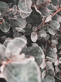 High angle view of dry leaves on rocks