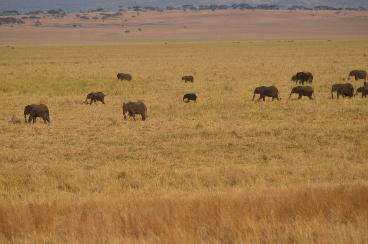 Tanzania Plains