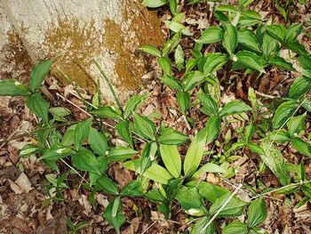 High angle view of leaves on field