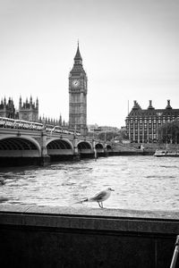 Seagull perching on retaining wall by thames river against big ben in city