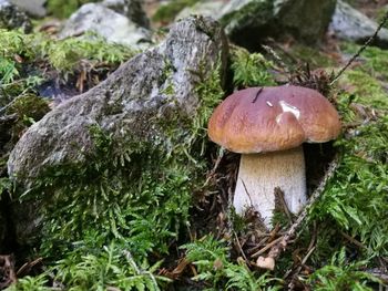 Close-up of mushroom growing on field