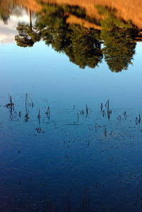 Birds flying over lake