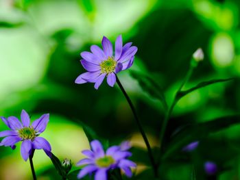 Close-up of purple flowering plant