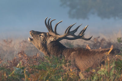 Deer standing in field