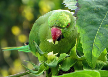 Close up of green plant