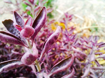 Close-up of pink flowers