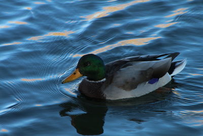 Duck swimming in lake