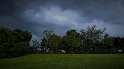 Trees on grassy field