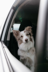 Red merel border collie looking through the car window