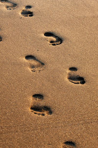 Footprints on the wet sand on the beach in galapagos