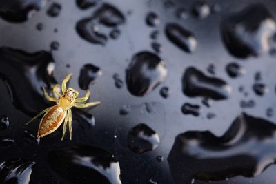 High angle view of insect on wet plant