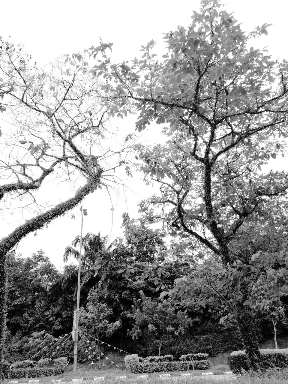 LOW ANGLE VIEW OF TREE AGAINST THE SKY