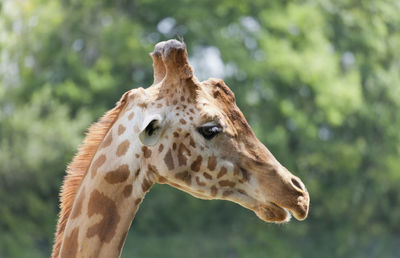 Profile view of giraffe