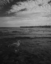 View of seagulls on beach