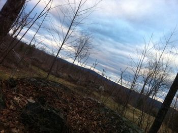 Bare trees against cloudy sky