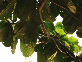 Close-up of leaves on tree