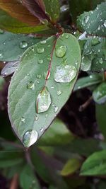 Close-up of raindrops on leaves