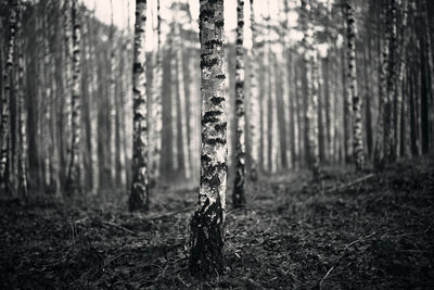 Bicycle on tree trunk in forest