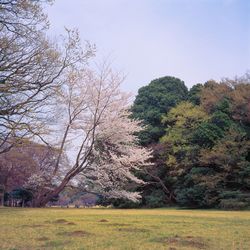 Trees on field against clear sky