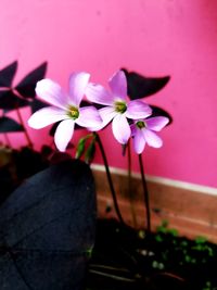 Close-up of pink flowers