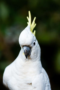 Close-up of a bird