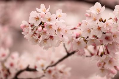 Close-up of pink flowers blooming on tree